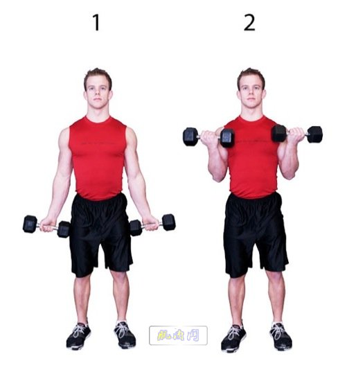 Dumbbell-Biceps-Curl